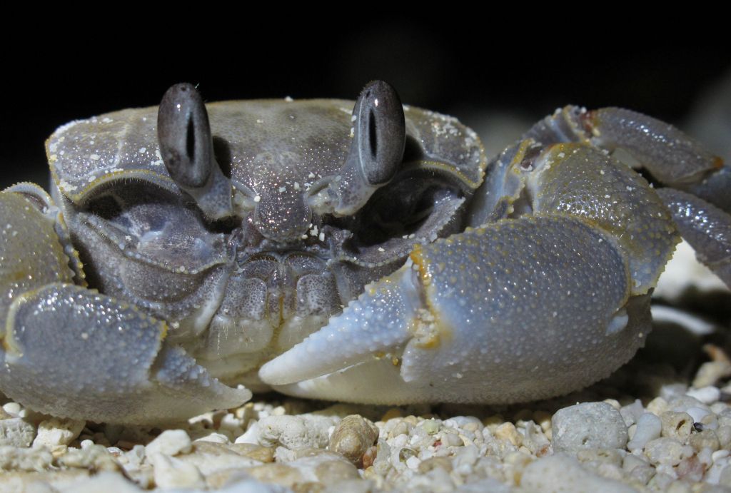 Nocturnally foraging ghost crab (Family: Ocypodidae) on Ramata Island, Marovo Lagoon, Solomon Islands